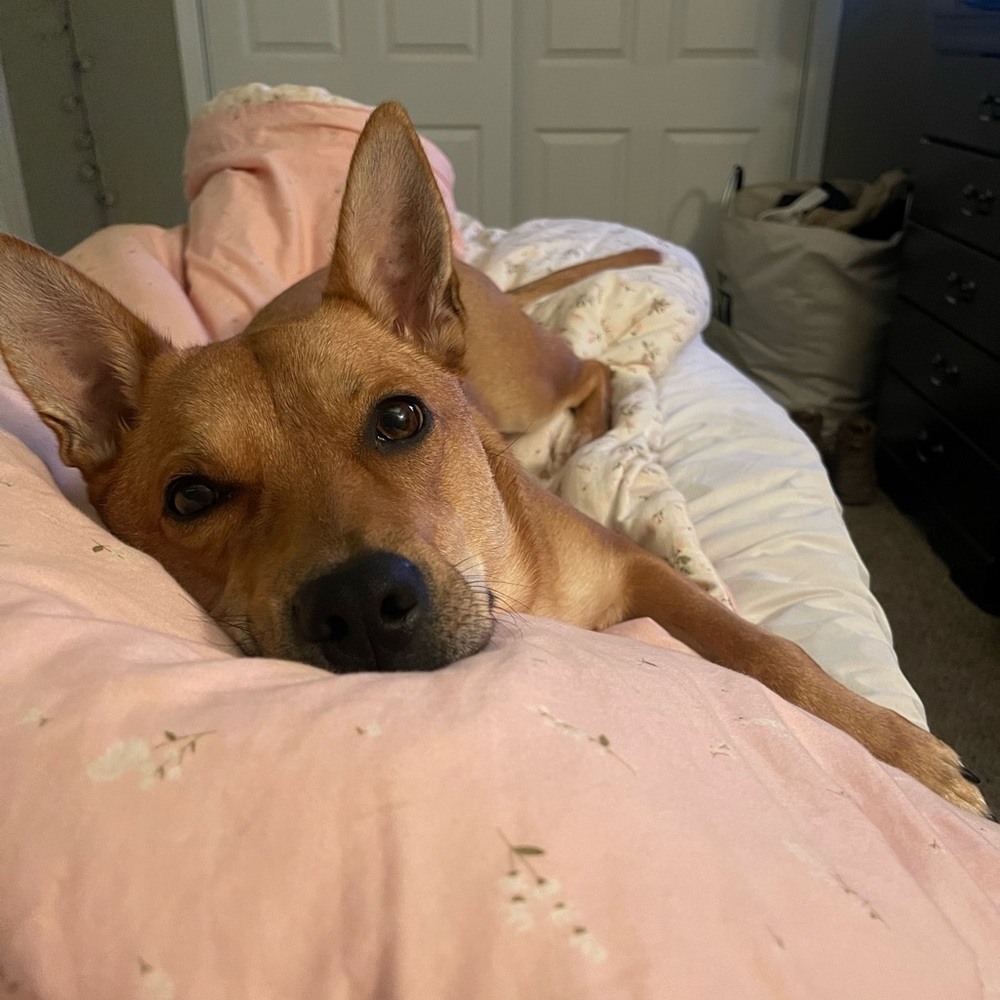 Puppy Warning - Picture 2 of 7